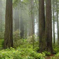 Redwood Curtain